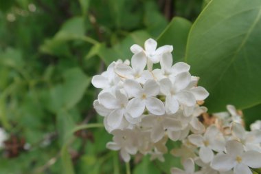 bir çiçek güzel bahar ağacı