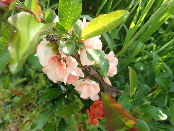 Hermoso árbol de primavera en una flor — Foto de Stock