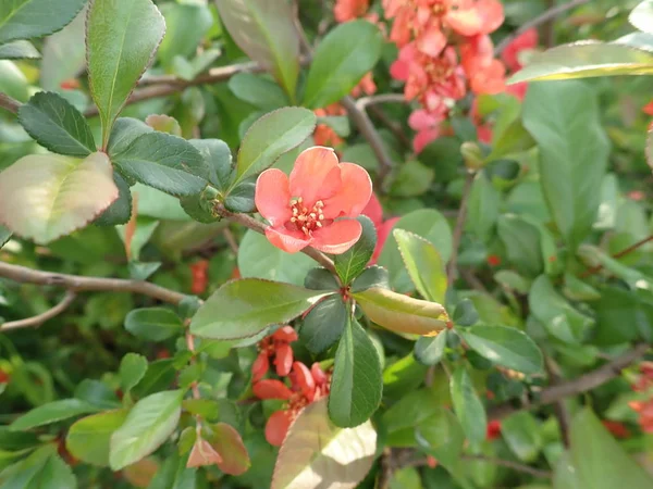 Bela árvore de primavera em uma flor — Fotografia de Stock