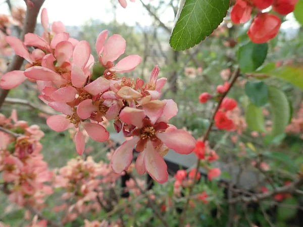 花の中の美しい春の木 — ストック写真