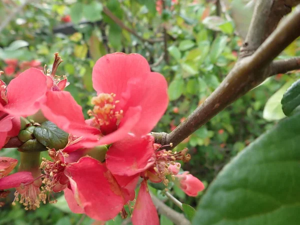 Bell'albero di primavera in un fiore — Foto Stock