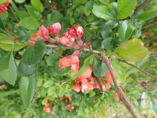 Vackert vårträd i en blomma — Stockfoto