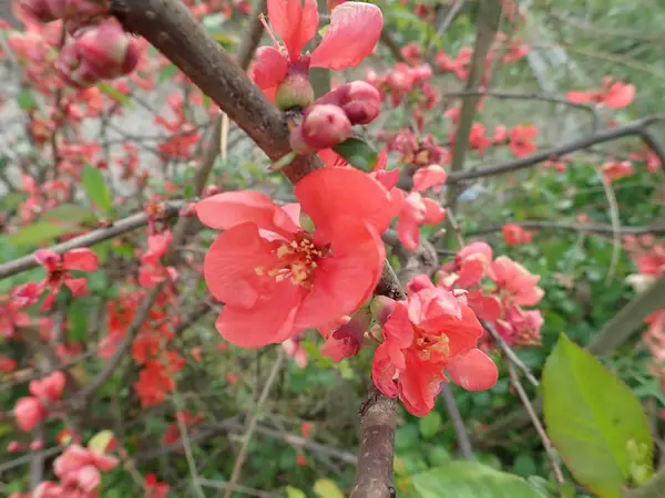 花の中の美しい春の木 — ストック写真