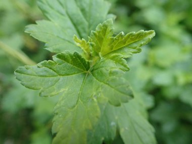 yeşil bahar yaprakları doku detay