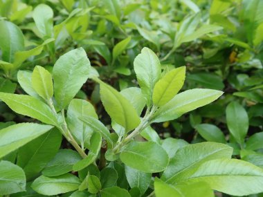 yeşil bahar yaprakları doku detay