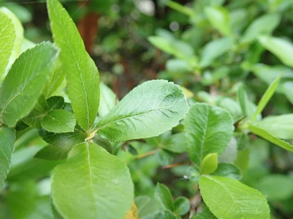 Detalle de hojas verdes de primavera textura —  Fotos de Stock