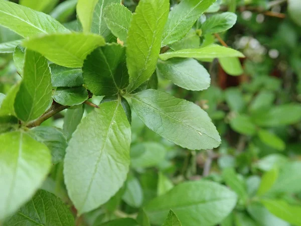 Dettaglio della texture verde delle foglie primaverili — Foto Stock