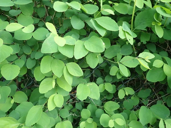 Detalhe da textura de folhas de primavera verde — Fotografia de Stock