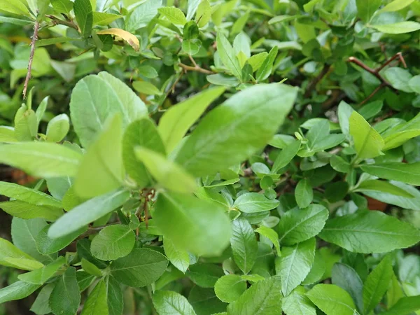 녹색 봄 잎 질감의 세부 사항 — 스톡 사진