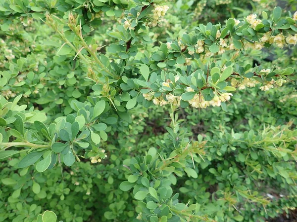 Dettaglio della texture verde delle foglie primaverili — Foto Stock