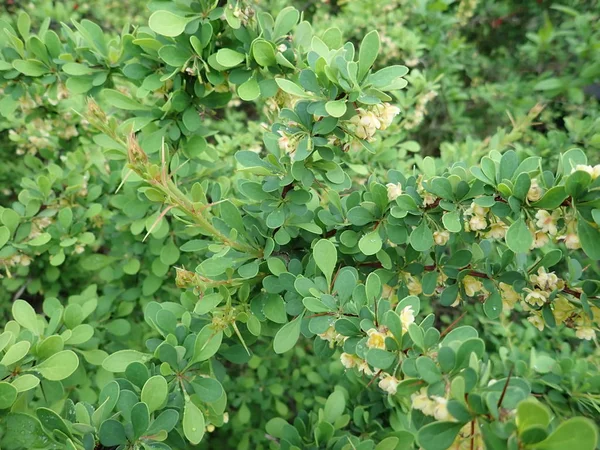 Detail der grünen Frühlingsblätter Textur — Stockfoto