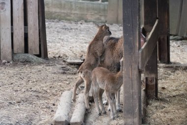 doğal bir çiftlikte utangaç geyik
