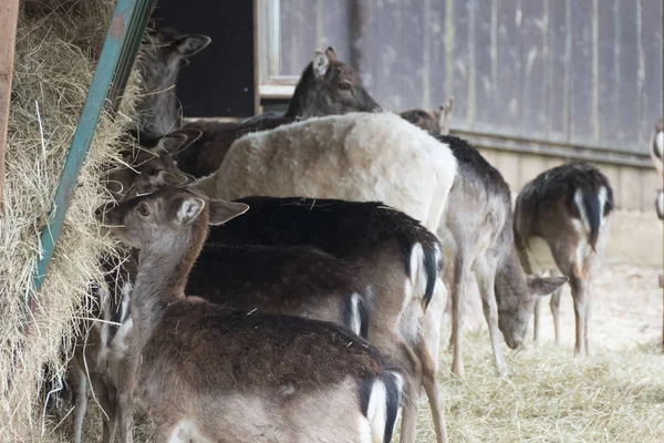 Verlegen herten in een natuurlijke boerderij — Stockfoto