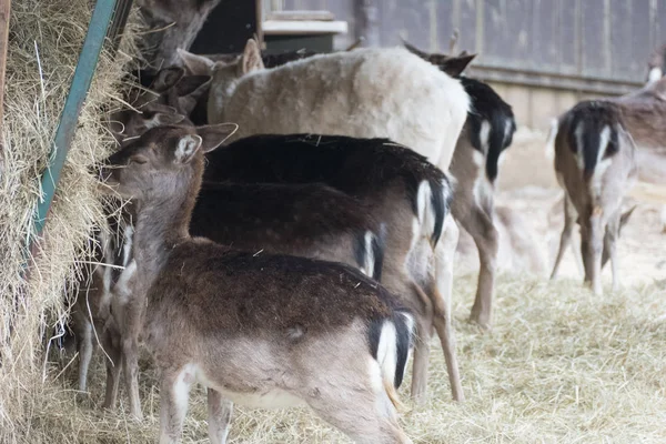 Timido cervo in una fattoria naturale — Foto Stock