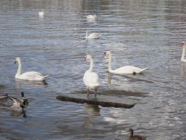 Bir nehirde yüzen Swans — Stok fotoğraf