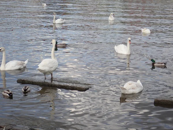 Cisnes flutuando em um rio — Fotografia de Stock