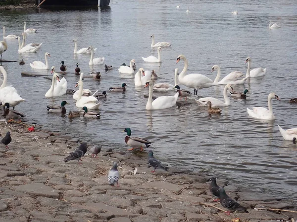 Cisnes flutuando em um rio — Fotografia de Stock