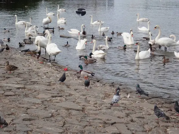 Cisnes flutuando em um rio — Fotografia de Stock