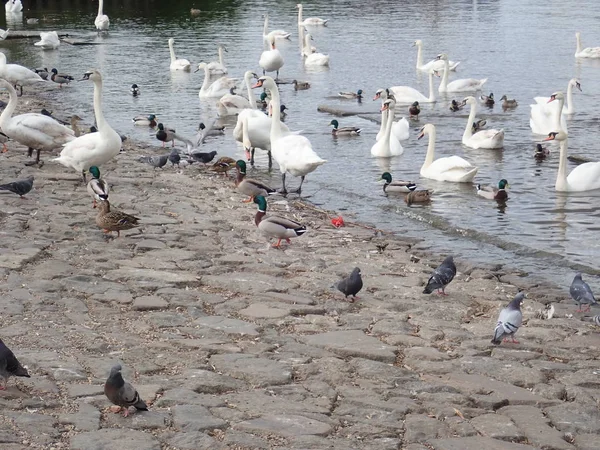 Cisnes flotando en un río — Foto de Stock