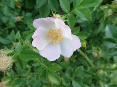 Beyaz pembe kalça çiçek açmış.