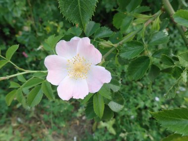 Beyaz pembe kalça çiçek açmış.