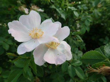 Beyaz pembe kalça çiçek açmış.