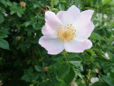 Beyaz pembe kalça çiçek açmış.