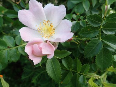 Beyaz pembe kalça çiçek açmış.