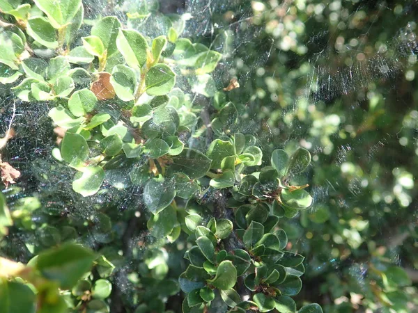 Toile d'araignée sur une branche d'arbre vert — Photo