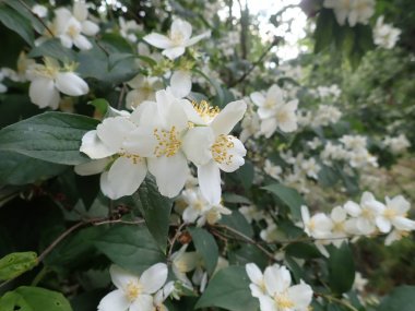 Güzel yasemin ağacı beyaz bir çiçekte