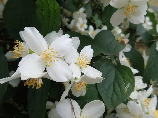 Hermoso árbol de yasmine en una flor blanca —  Fotos de Stock