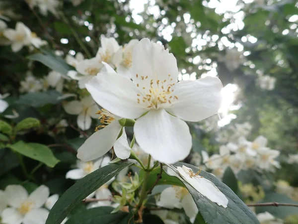 Bela árvore de yasmine em uma flor branca — Fotografia de Stock