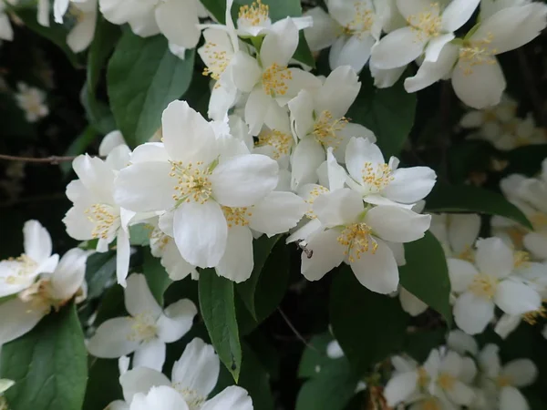 Beautiful yasmine tree in a white blossom — Stock Photo, Image