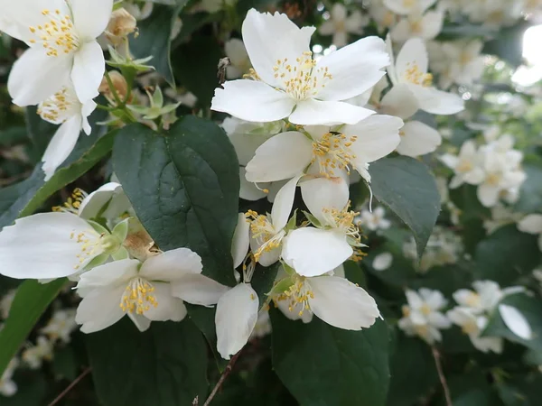 白い花の美しいヤスミンの木 — ストック写真