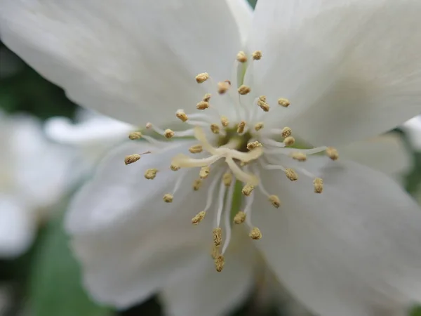 Hermoso árbol de yasmine en una flor blanca —  Fotos de Stock