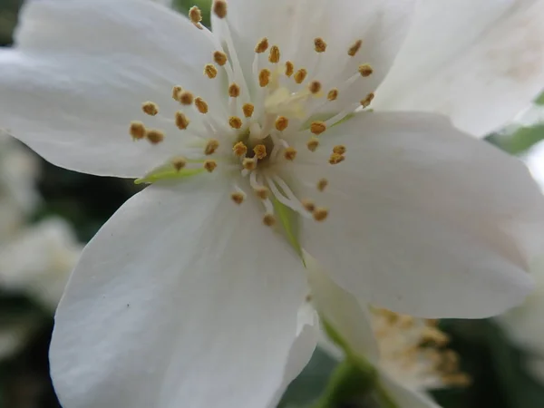 Schöner Yasminbaum in weißer Blüte — Stockfoto