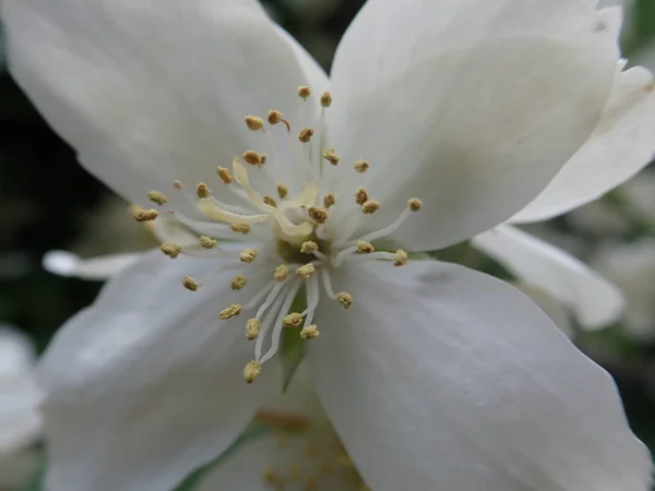 Piękne drzewo Yasmine w białym kwiatu — Zdjęcie stockowe