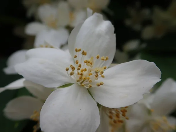 Красиве ясмінне дерево в білому розквіті — стокове фото