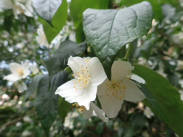 Piękne drzewo Yasmine w białym kwiatu — Zdjęcie stockowe