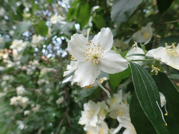 Beautiful yasmine tree in a white blossom — Stock Photo, Image