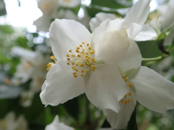 Güzel yasemin ağacı beyaz bir çiçekte — Stok fotoğraf