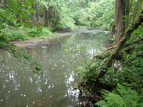 Wunderschönes Tal des wilden Doubrava-Flusses im böhmischen Hochland in der Tschechischen Republik — Stockfoto