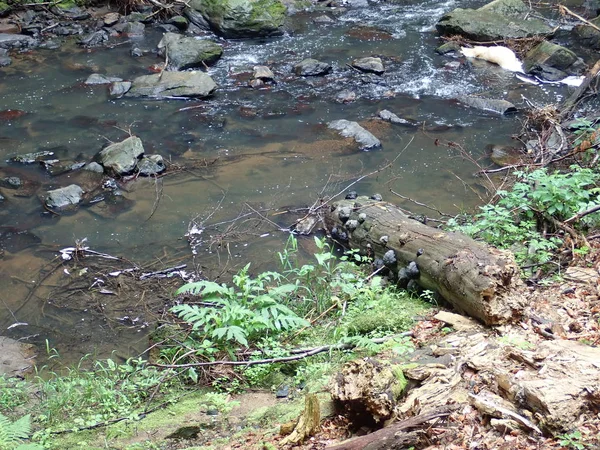 Belle vallée de la rivière sauvage Doubrava dans les hauts plateaux de Bohême en République de checz — Photo