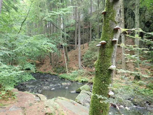 Hermoso valle del río Doubrava salvaje en las tierras altas de Bohemia en República Checz — Foto de Stock