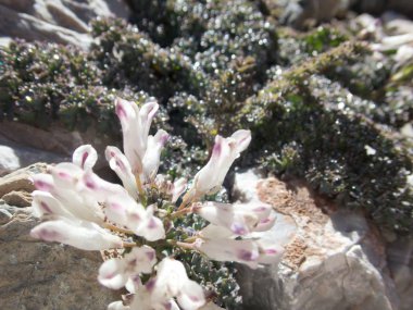 dağlarda güzel bahar çiçeği