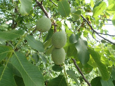 bir ağaç dalı üzerinde yeşil olgunlaşmamış wallnuts