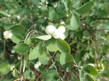 yeşil bir çalı dalı üzerinde beyaz berry