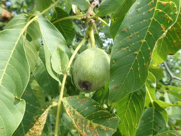 Bir ağaç dalı üzerinde yeşil olgunlaşmamış wallnuts — Stok fotoğraf