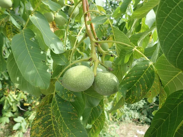 Bir ağaç dalı üzerinde yeşil olgunlaşmamış wallnuts — Stok fotoğraf