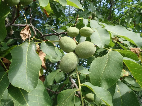 Nueces verdes inmaduras en una rama de árbol —  Fotos de Stock